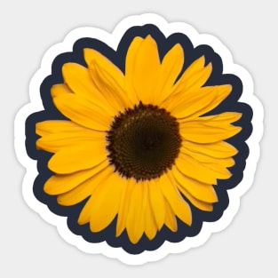 Sunflower Sticker